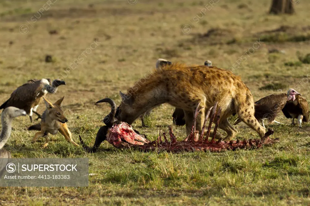 Black-backed jackal and hyena eating the prey of a Lion