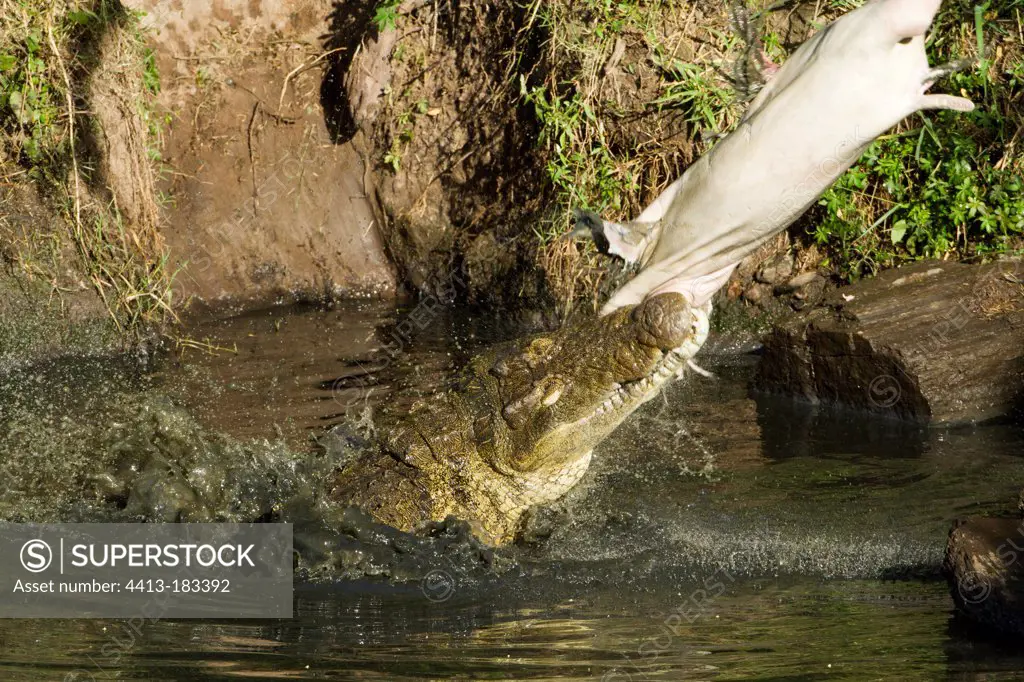 Nile crocodile eating a young Hippopotamus in water Kenya