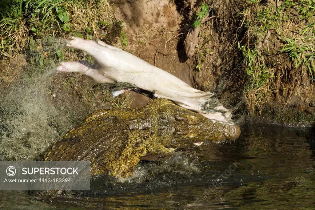 Nile crocodile eating a young Hippopotamus in water Kenya