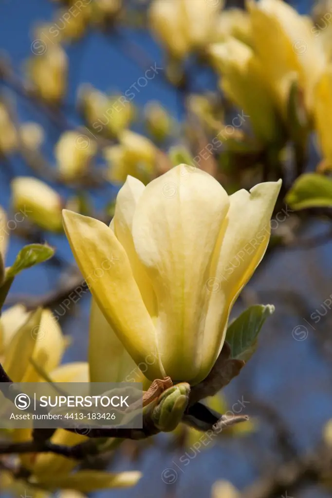 Magnolia 'Butterflies' in bloom in a garden