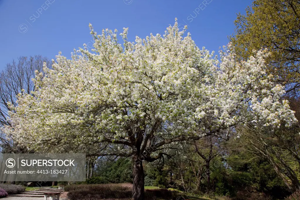 Callery pear tree in bloom in a garden