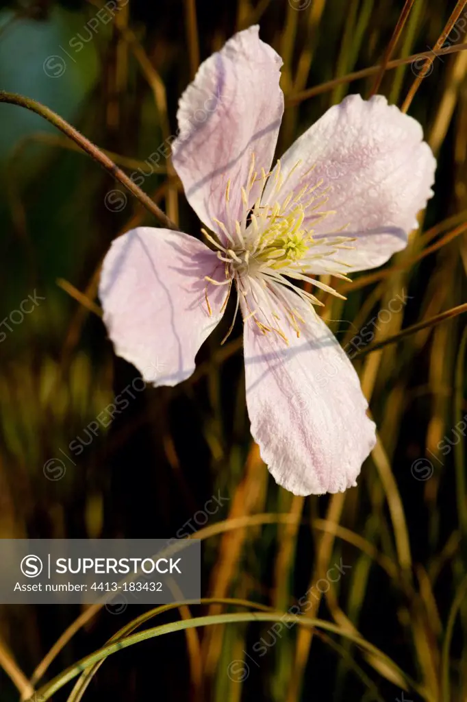 Anemone clematis 'Mayleen' in bloom in a garden
