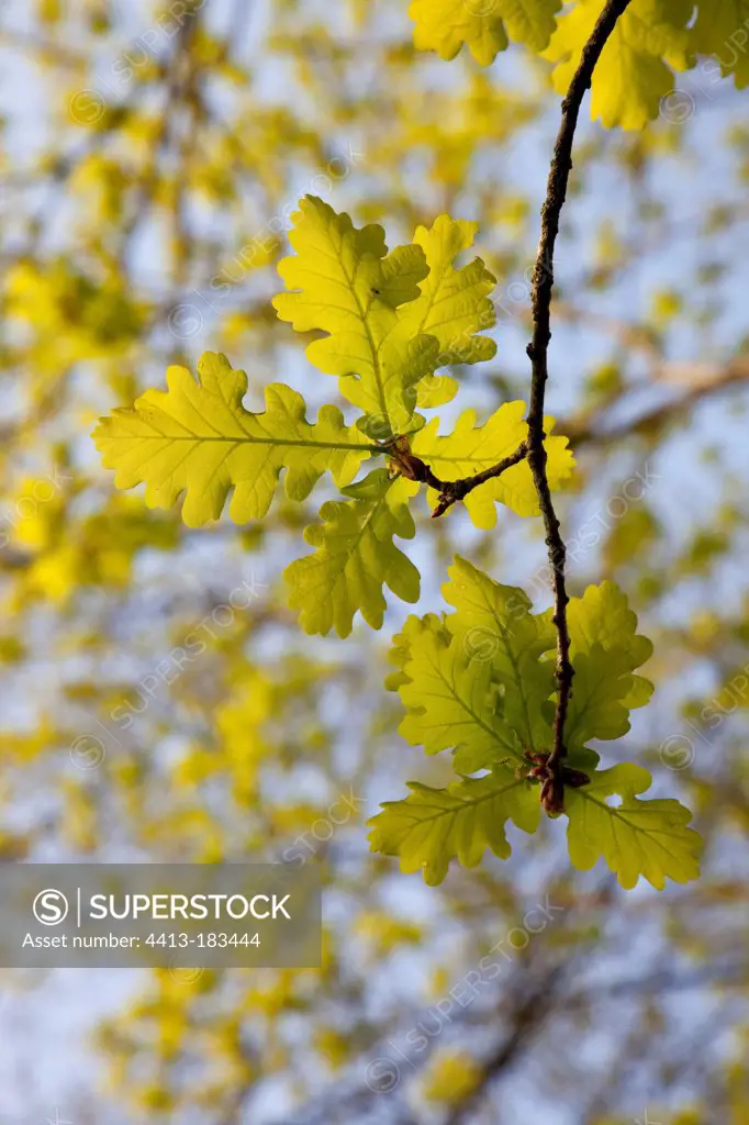 Young leaves of an english oak in springtime