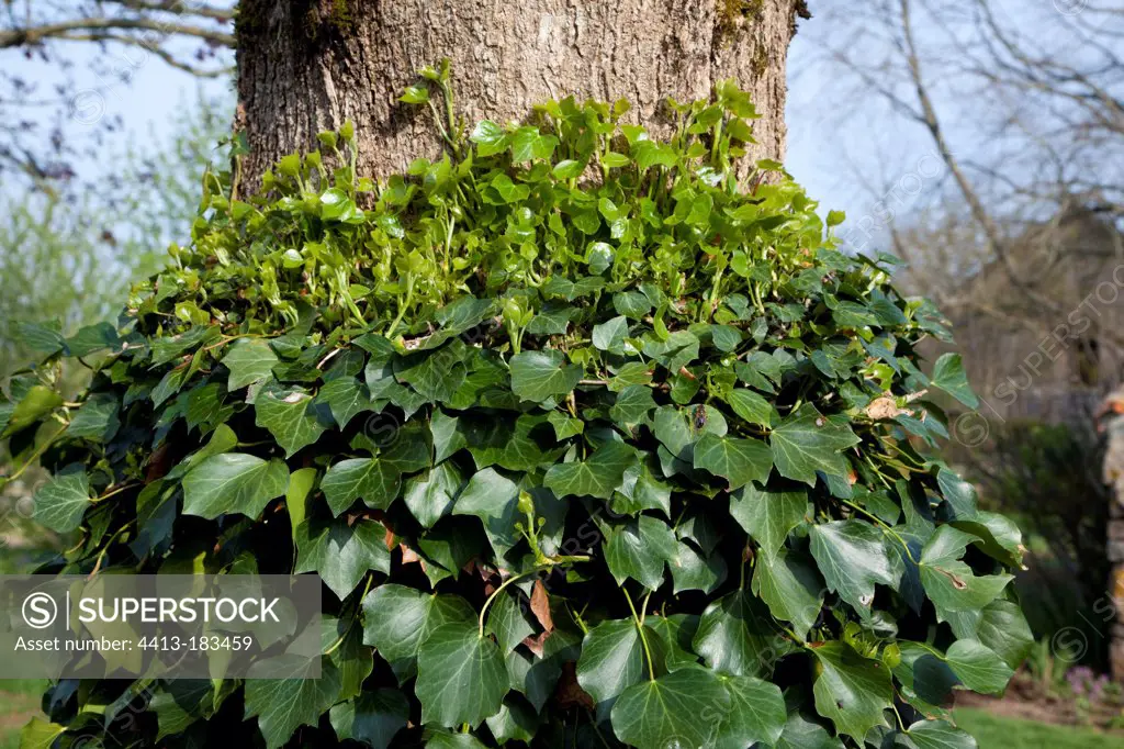 Prunned english ivy climbing on a tree in a garden