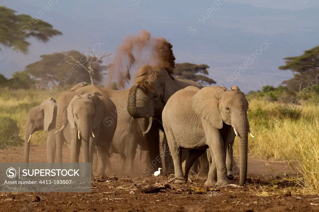 African Elephants taking a dust bath AmboseliKenya