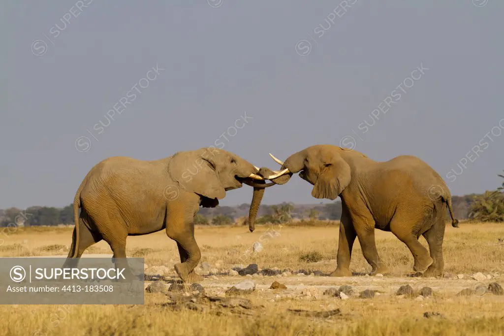 Fighting African Elephants males Amboseli Kenya