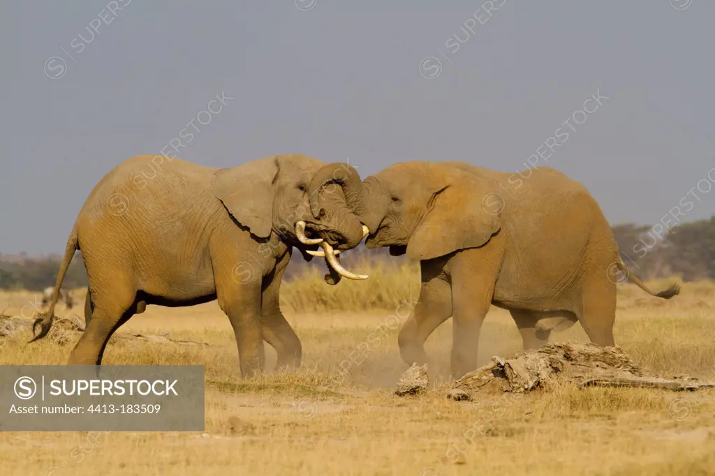 Fighting African Elephants males Amboseli Kenya