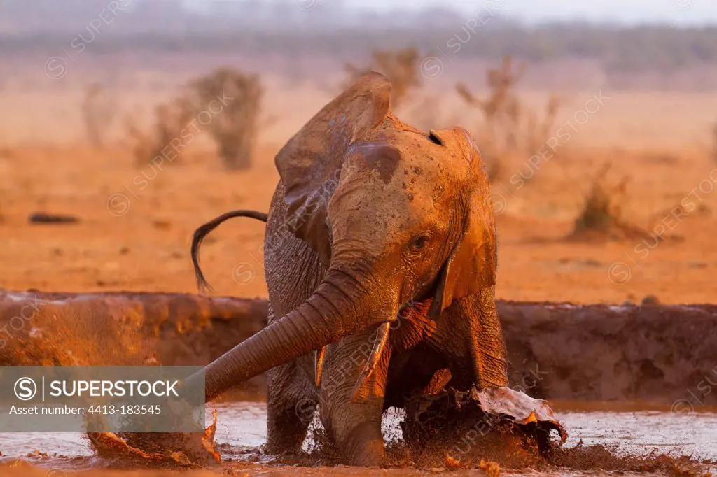 African elephant taking a mud and dust bath Tsavo East Kenya