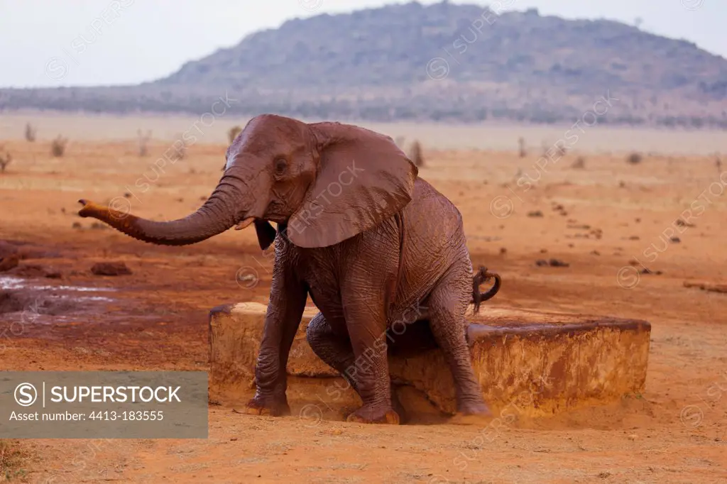 African elephant taking a mud and dust bath Tsavo East Kenya