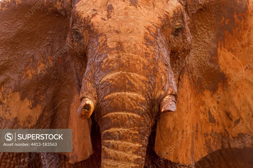 African elephant covered in mud and dust Tsavo East Kenya