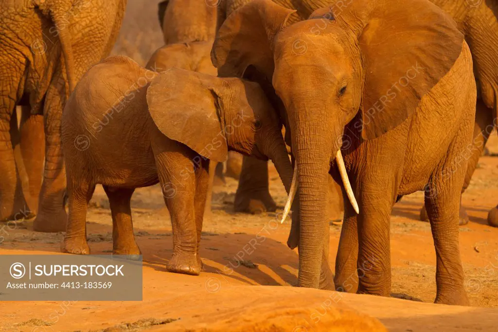 African Elephants at waterhole Tsavo East Kenya