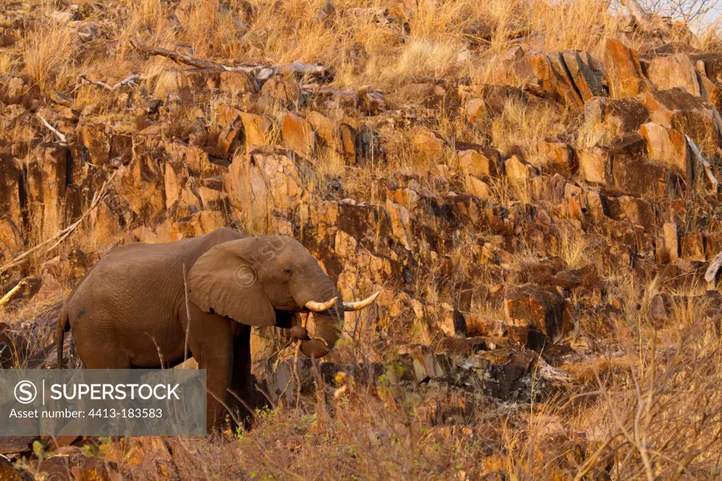 African Elephant eating in the rocks Chobe Botswana