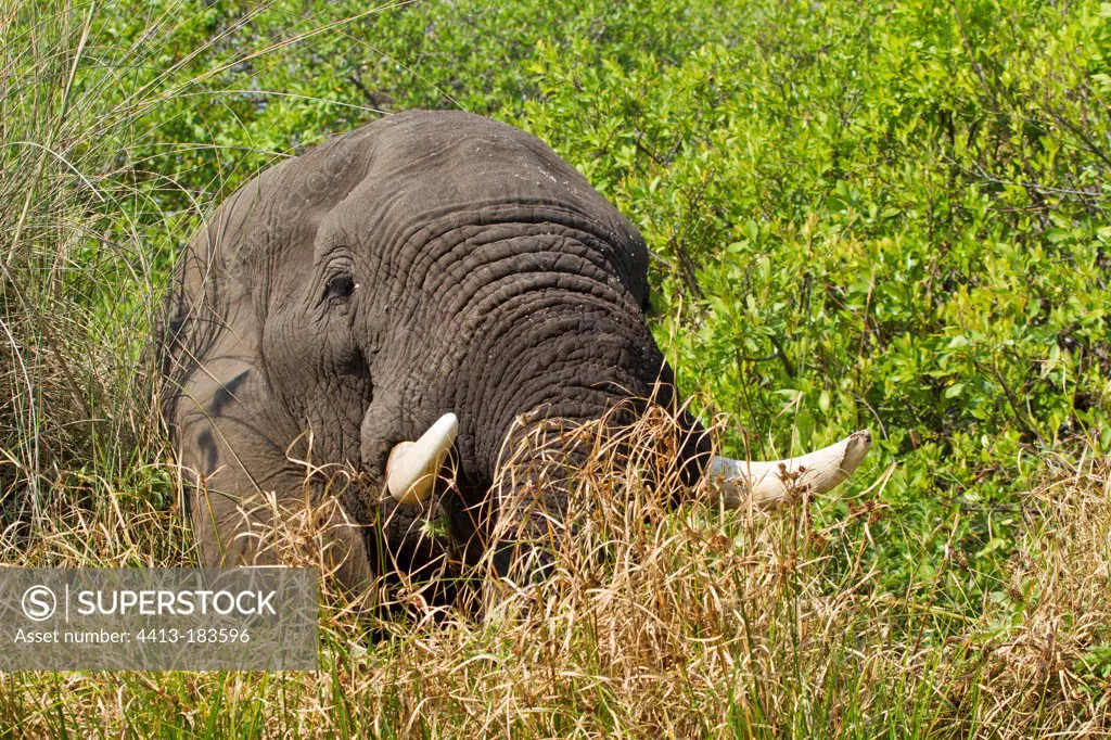 Elephant eating in swamp Moremi Okavango DeltaBotswana