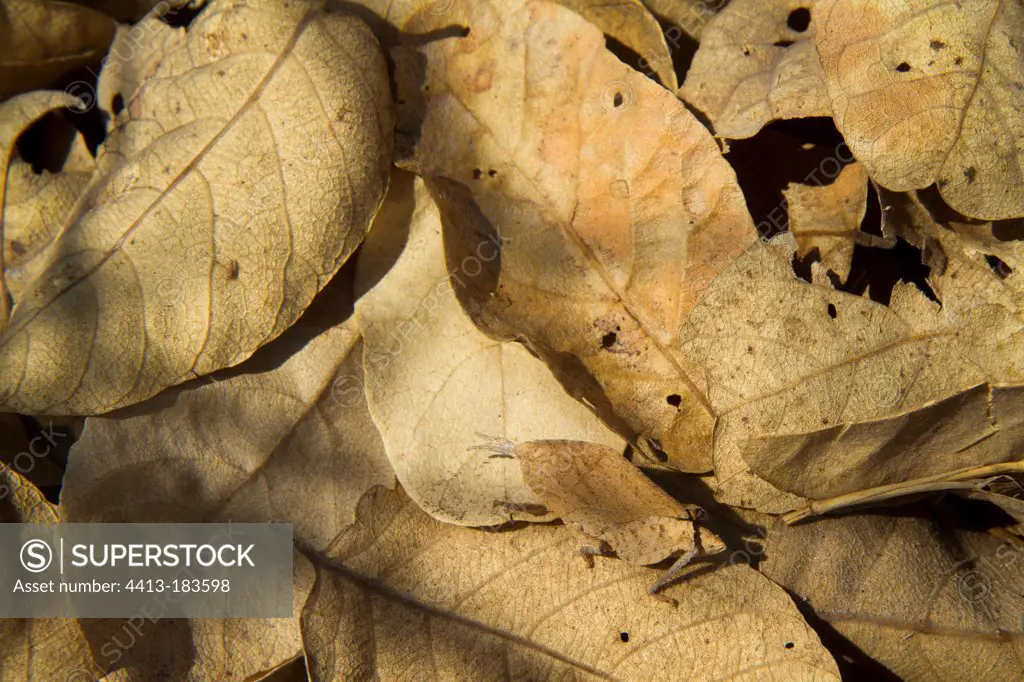 Insect mimetic on dead leaves Botswana Chobe Savuti