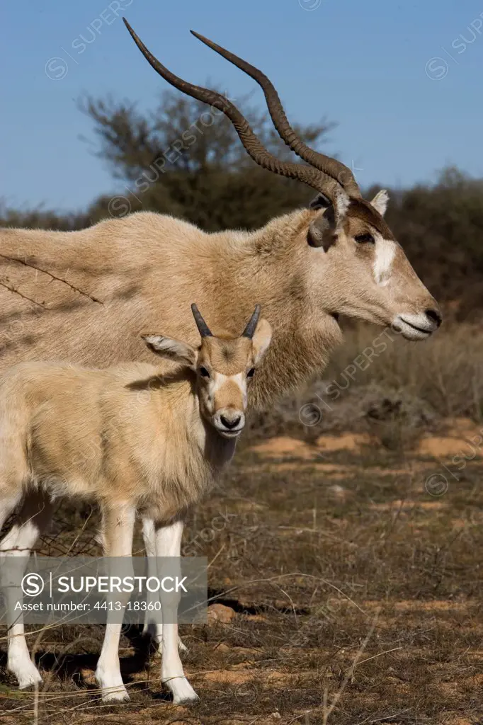 Young Addax and his/her mother with the National park of Bou-Hedma