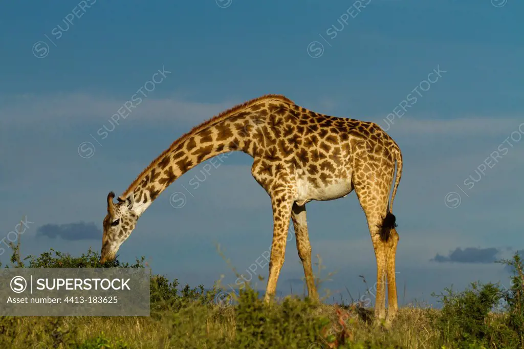 Masai giraffe eating in the savannah Masai Mara Kenya