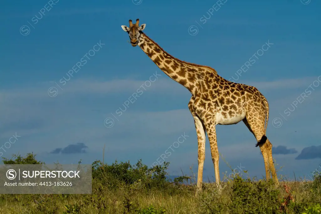 Masai giraffe standing in the savannah Masai Mara Kenya