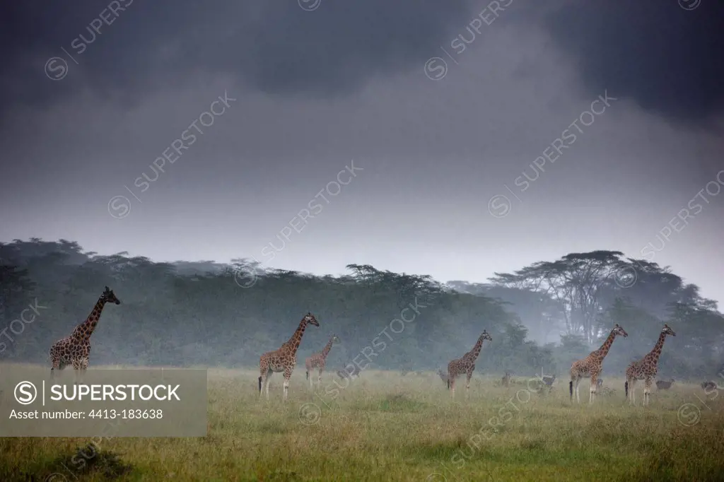 Rothschild giraffes in the rain Nakuru Kenya
