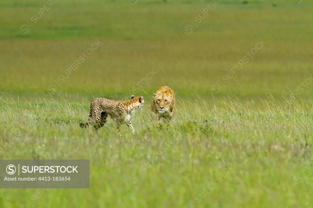 Cheetah female attracting a lioness far from from her babies