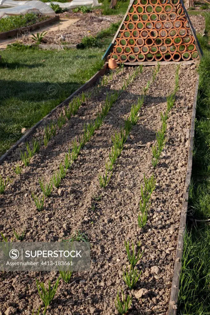 Young shallots in an organic kitchen garden