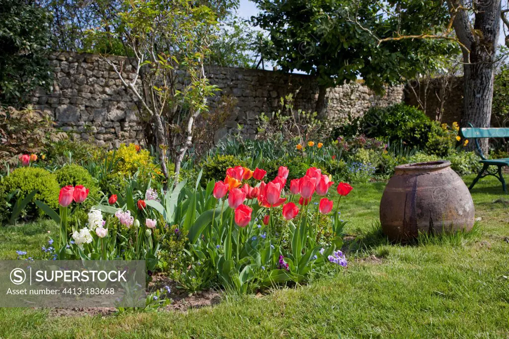 Tulips and hyacinths in bloom in a garden
