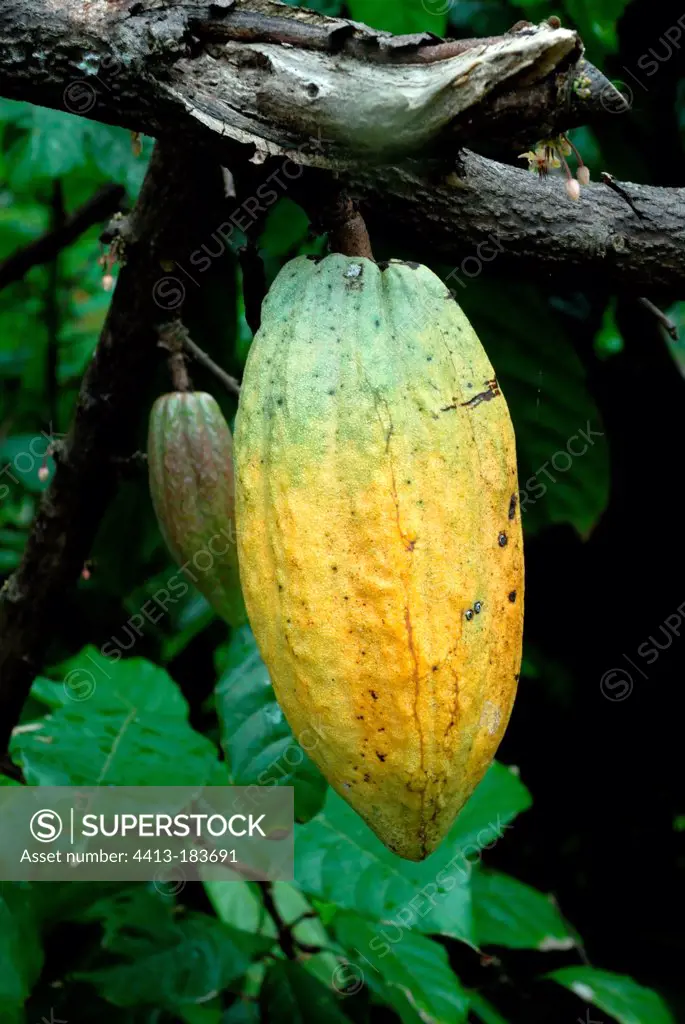 Cacao tree in fruit