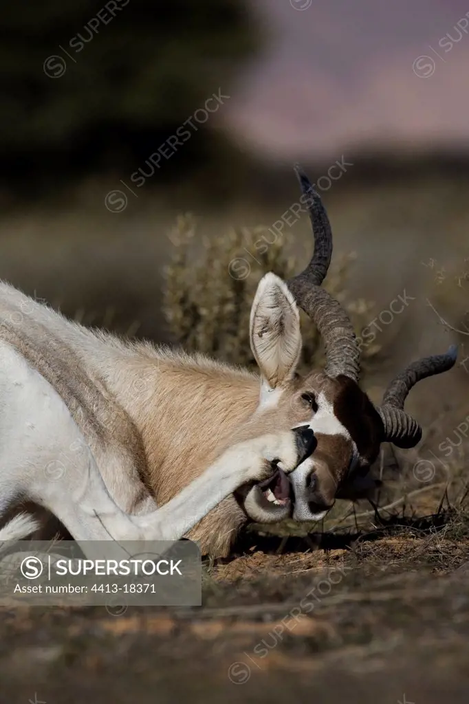 Addax scraping the head with its posterior leg Tunisia