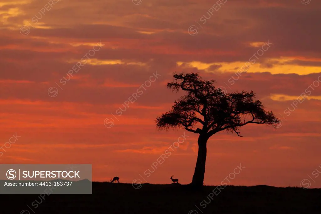 Thomson's gazelles and tree at dawn Masai Mara Kenya