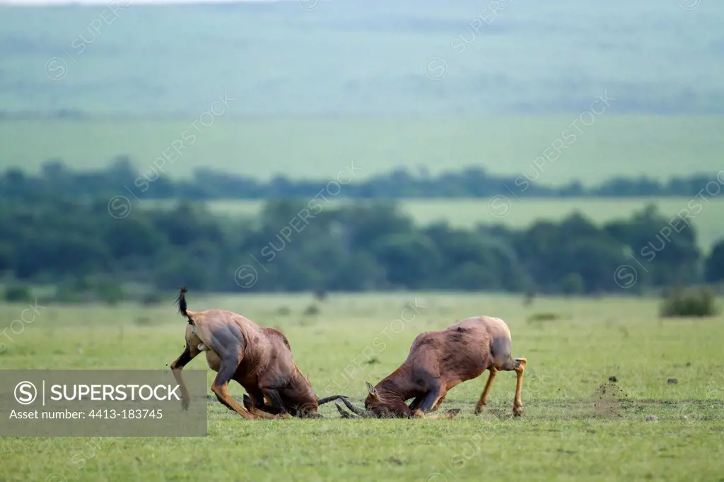 Fight topi males in the savannah Masai Mara Kenya