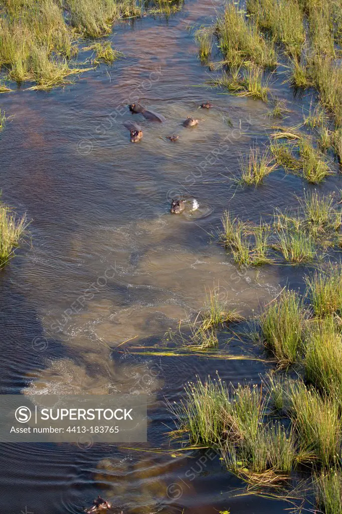 Hippos in the water Okavago Delta Botswana