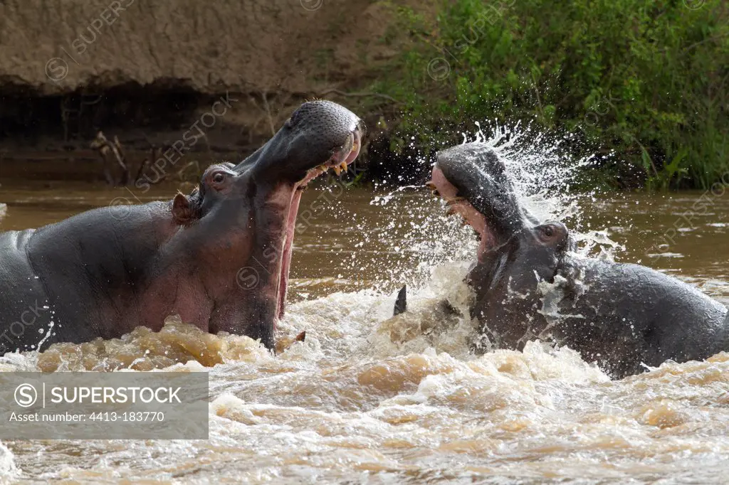Hippos fighting males in water Masai Mara Kenya