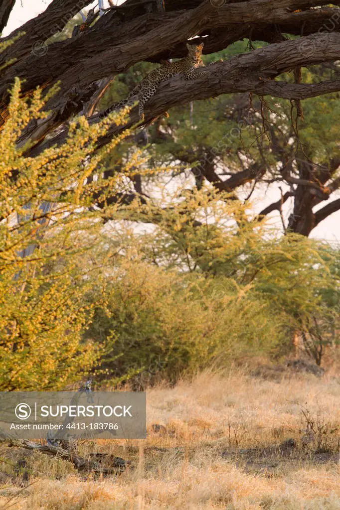 Leopard resting in a tree Savuti Chobe Botswana