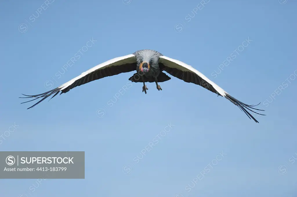 Grey Crowned Crane in flight Uganda