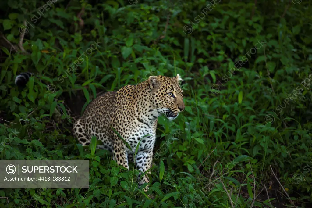 Female leopard sitting in the savannah Masai Mara Kenya