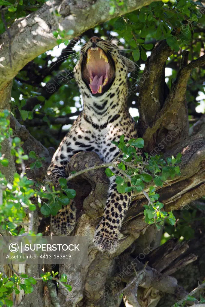 Female leopard yawning in a tree Masai Mara Kenya