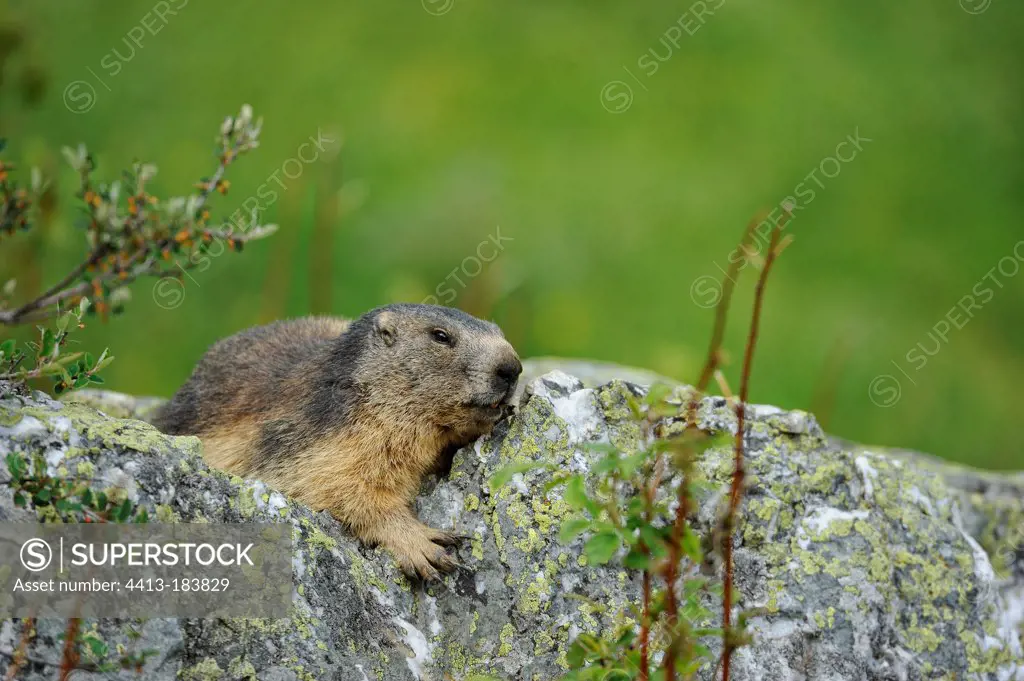 Alpine Marmot in the Massif de la Vanoise France