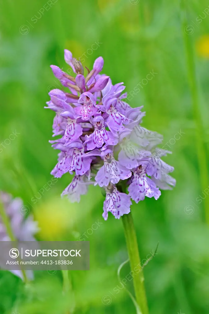 Spotted Orchis in bloom Alps Savoie France