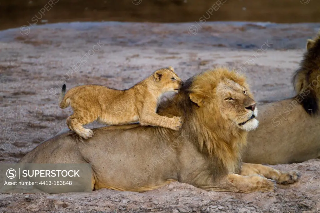 Lion cub playing with a Lion Sand River Masai Mara Kenya