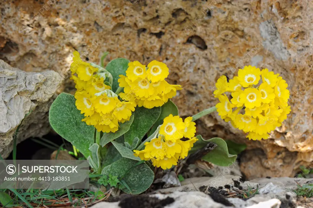 Auricula in the Vanoise massif in the spring France