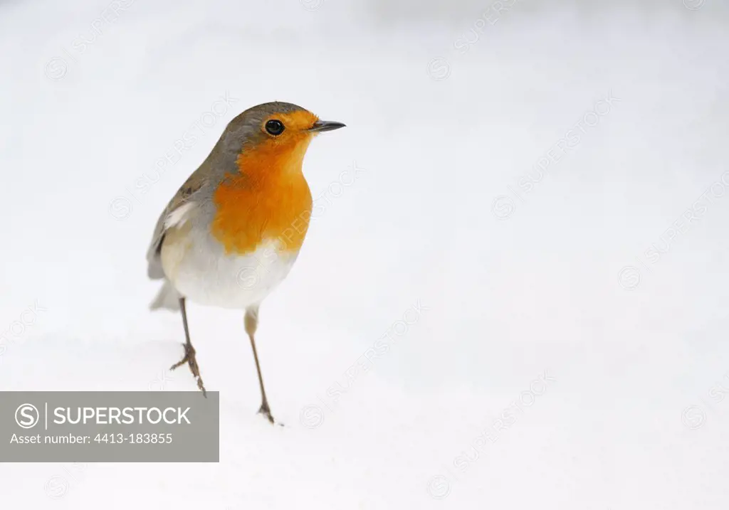 Familiar robin in snow in winter
