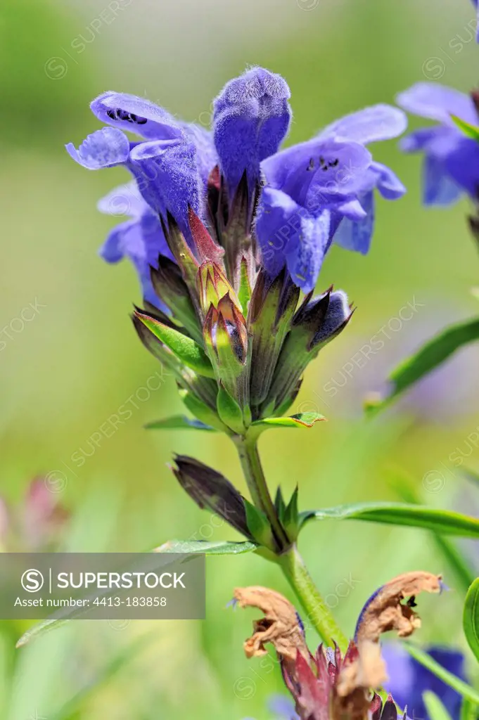 Labiatae in bloom the summer in the Pyrenees