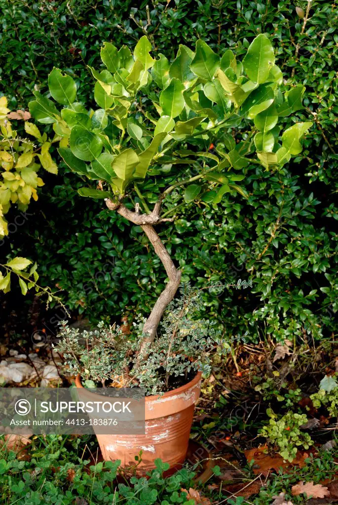 Kaffir lime in a pot in a garden