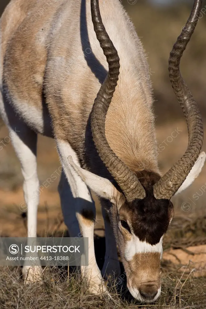 Addax grazing of grass to the National park of Bou-Hedma