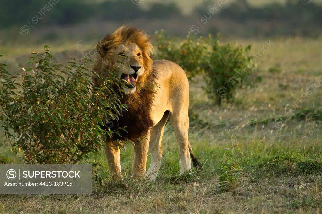 Standing lion flehmen in the savannah Masai Mara Kenya