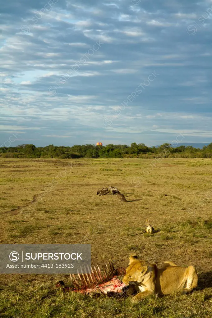 Lion eating a wildebeest surrounded by jackals and vultures