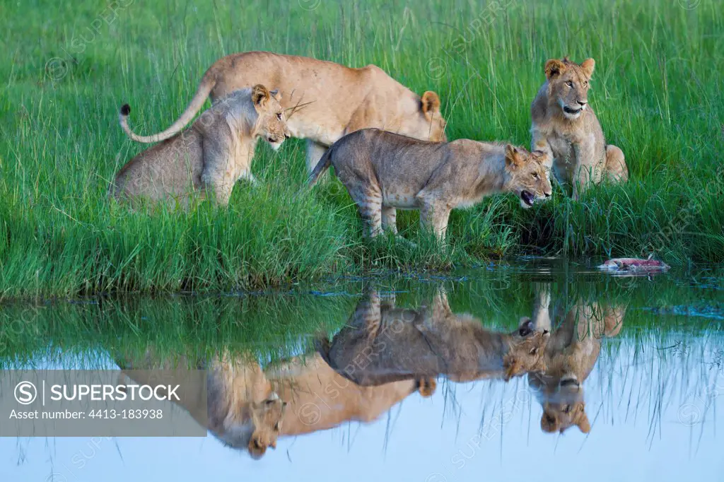 Young Lions waterfront Masai Mara Kenya