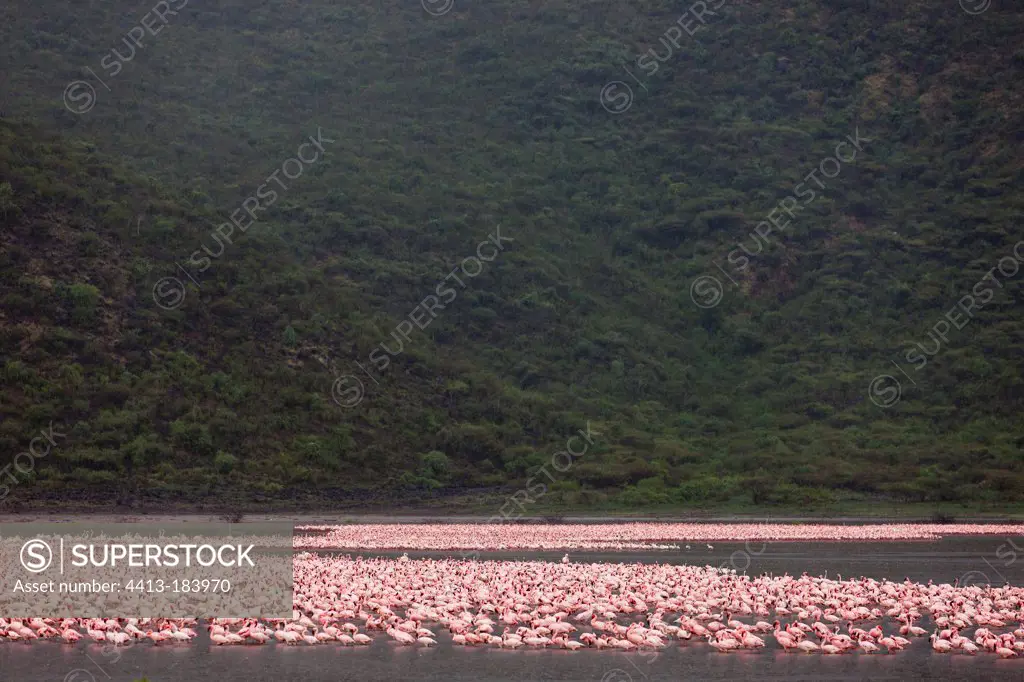 Colony of Lesser Flamingos at Lake Bogoria Kenya