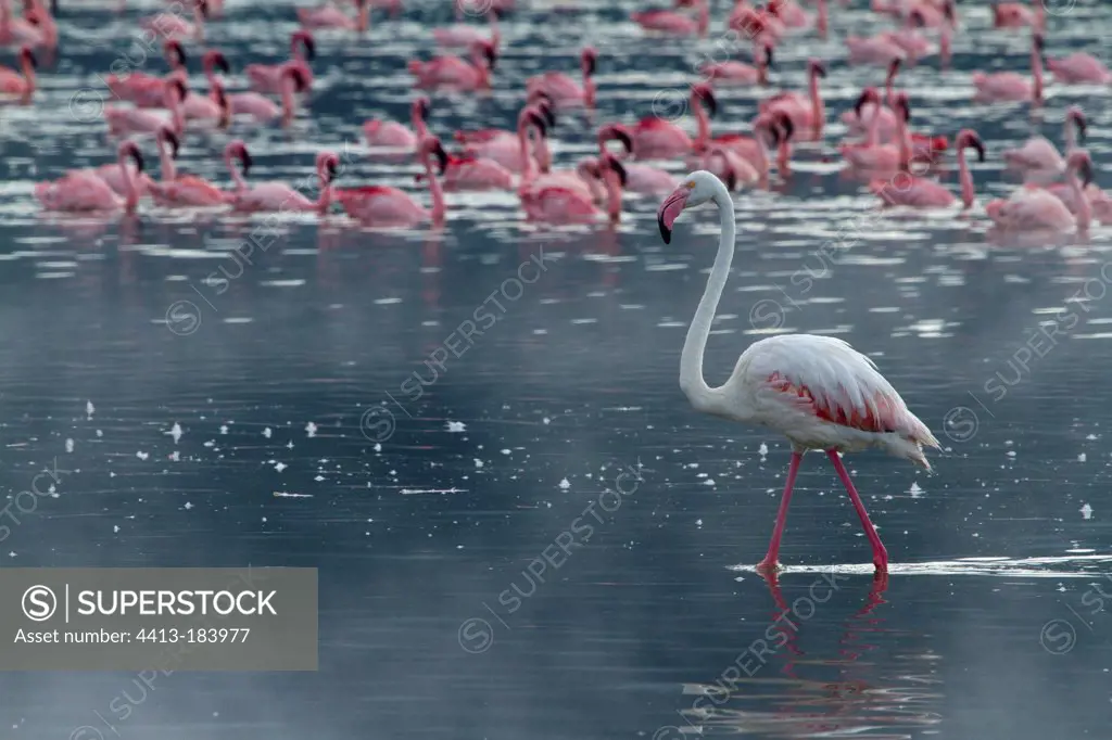 Greater and Lesser flamingos Lake Bogoria Kenya