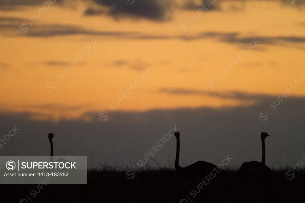 African ostriches at dusk Masai Mara Kenya