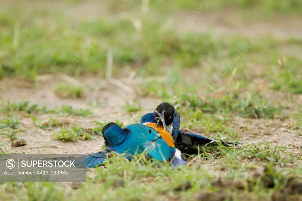 Superb Starlings fighting in grass Masai Mara Kenya